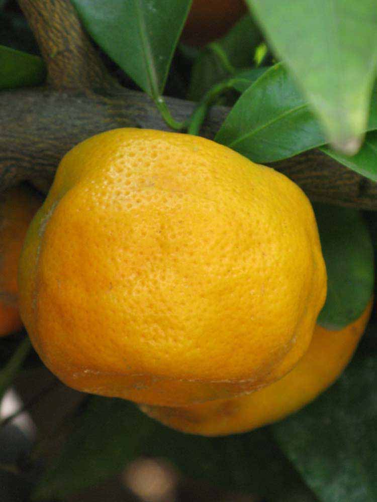              Fruit of  Citrus sunki        (Sunki,   Riverside, CA)       